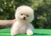 Pofuduk pomeranian bebekler